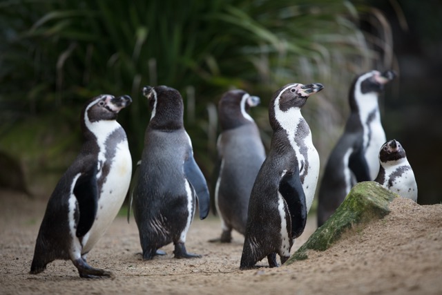 Humboldt penguins at Dublin Zoo