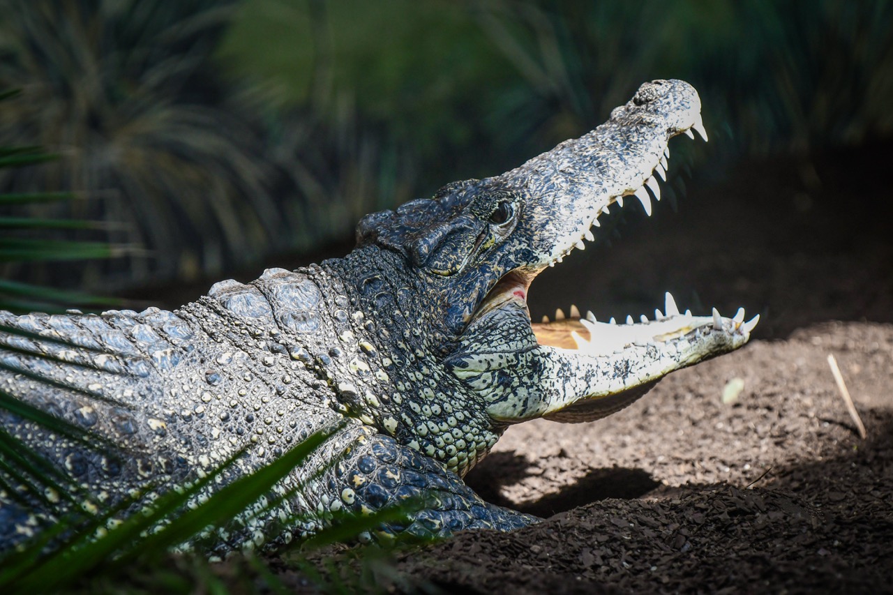 Louisville Zoological Garden Cuban Crocodile